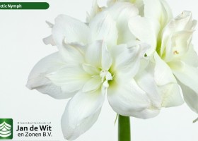 hippeastrum Arnym (2)